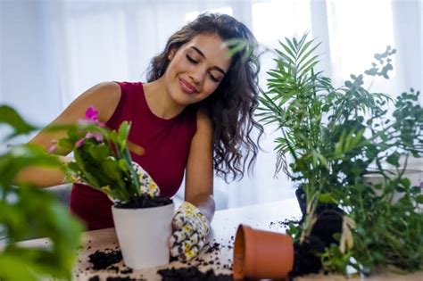 Five House Plants That Purify And Detoxify The Air You Breathe