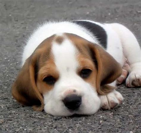 Cutest Cute Puppy Beagle Get Images