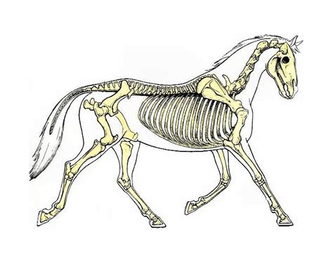 Horse Skeletal System Quiz