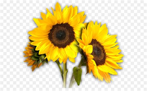 Common Sunflower Clip Art Sunflower Png Png Download 26982595