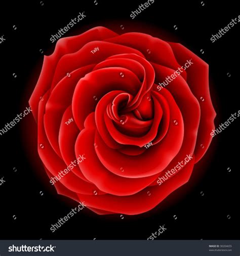 Beautiful Red Rose Symbol Love Passion Stock Vector Royalty Free