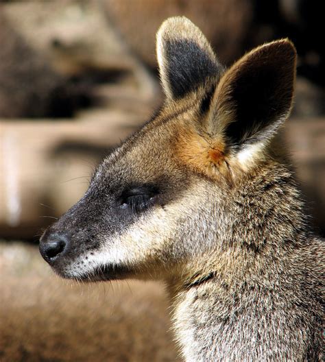 Swamp Wallaby Wallabies Are Smaller Cousins Of Kangaroos Flickr
