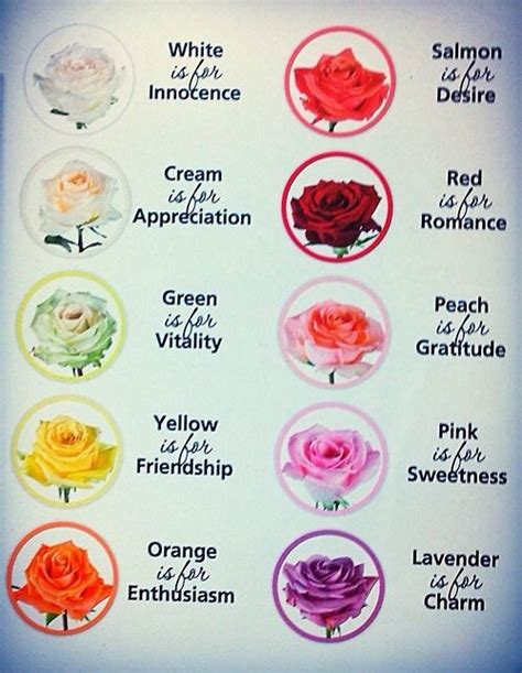 The Meanings Behind Rose Colours
