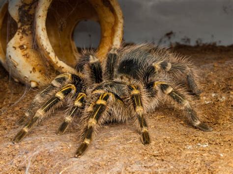 Texas Brown Tarantula Stock Photo Image Of Legs Spider 7190828