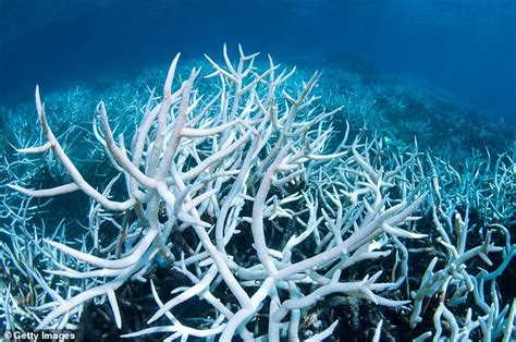Great Barrier Reef Corals Face A Mass Bleaching Event In January