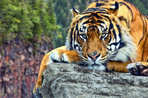 K Wallpaper Tiger