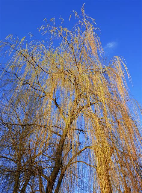 Weeping Willow Tree Salix Free Photo On Pixabay Pixabay