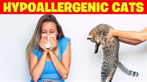 Top 10 Hypoallergenic Cat Breeds For Allergy Prone Snugglers Youtube