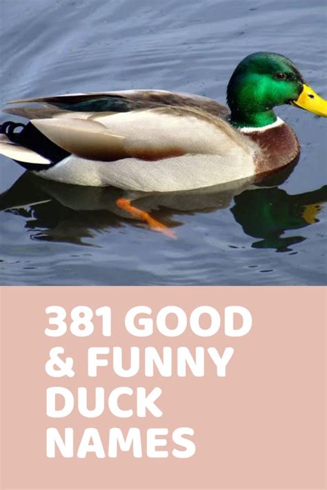 381 Good And Funny Duck Names Funny Duck Names Funny Duck Duck Names