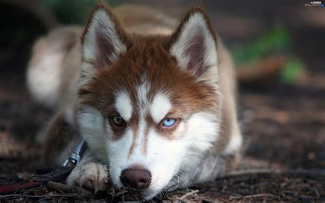 Puppy Siberian Husky Dogs Wallpapers 2560x1600
