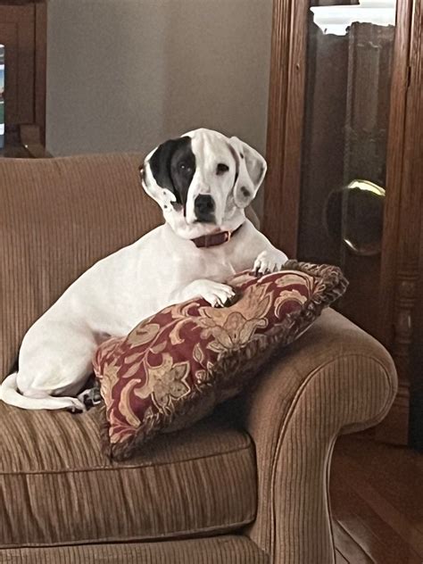 Adopt Stella On Petfinder Basset Hound Mix Dog Adoption Basset Hound