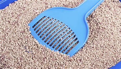 These crystals can be found in the urine of an estimated 40 to 44 percent of all healthy dogs and are not a cause for concern unless accompanied by signs of a urinary tract infection. What Causes Crystals in a Cat's Urine? | Animals - mom.me