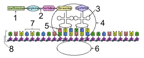 Transcription And Translation Diagram Quizlet