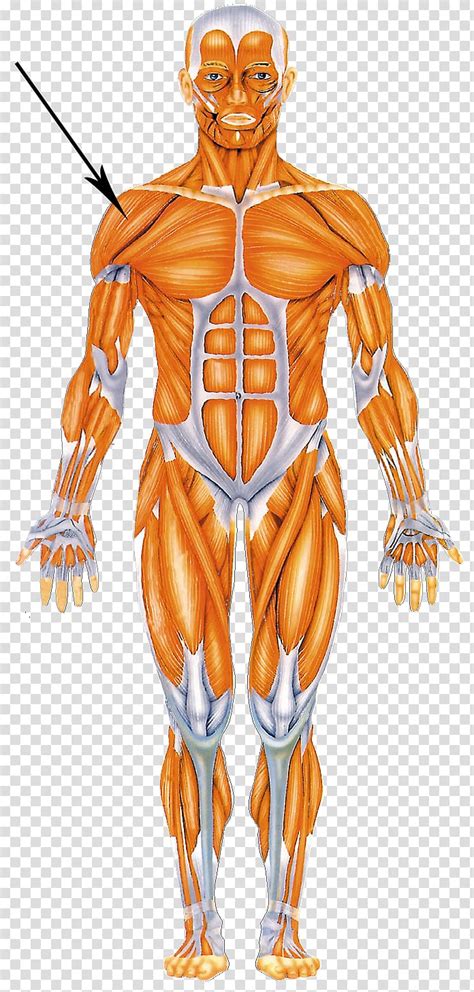 Anatomy Of The Muscular System