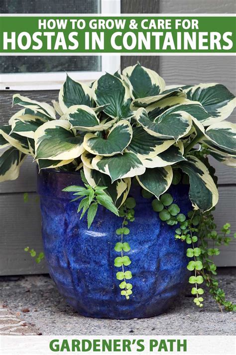 How To Grow Hostas In Containers Gardeners Path