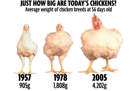 Почему нынешние курицы больше по размеру чем раньше CMT Научный подход