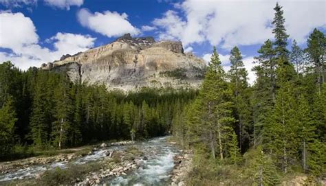 Mosquito Creek Campground Banff National Park