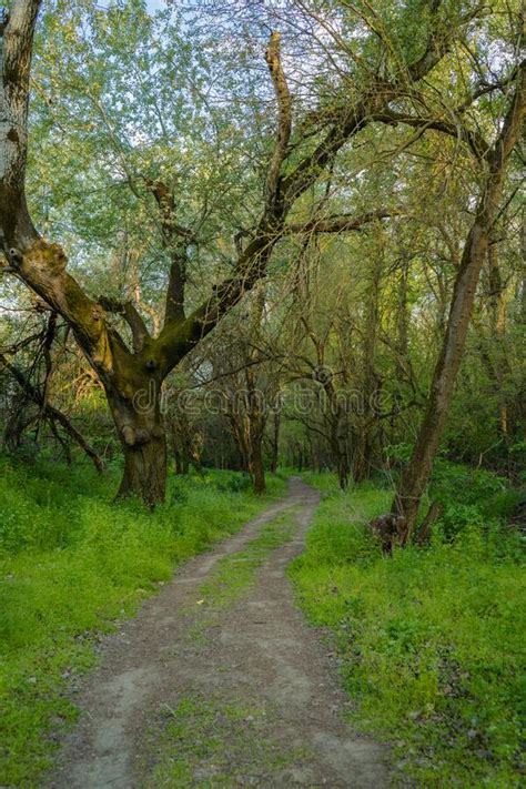 Rural Road In A Beautiful Mysterious Forest In The Morning Stock Photo