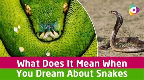 I dreamt about you last night and today i would like to remember how beautiful was that dream dreaming with a white cat is interpreted as someone close to you that is doing you harm or is not being completely honest. What Does It Mean When You Dream About Snakes? - Tubeston ...
