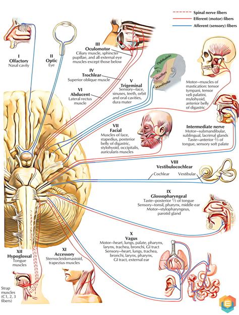 Anatomy Of Cranial Nerves A Pathways Of Cranial Nerves To Various My