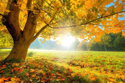 We would like to show you a description here but the site won't allow us. Autumn Tree - Nature - Categories - Wall Murals | Wonder Wall