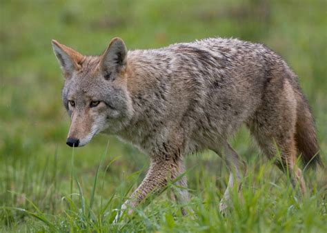 Kill A Marked Coyote Get A Lifetime Hunting Grand View Outdoors