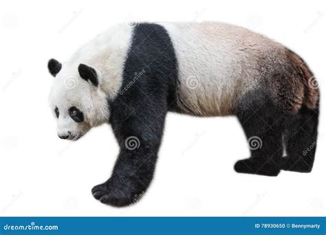 Giant Panda Standing Stock Photo Image Of Sweet Ailuropoda 78930650