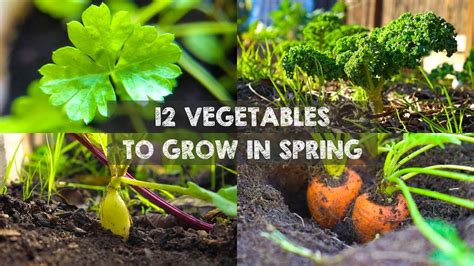 10 Vegetables That Grows Best In Summer Organic Gardening