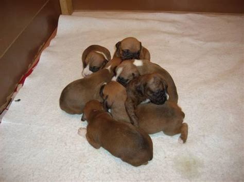 American pit bull terrier · wilmington, nc. Akc Boxer Puppies for Sale in Sanford, North Carolina ...