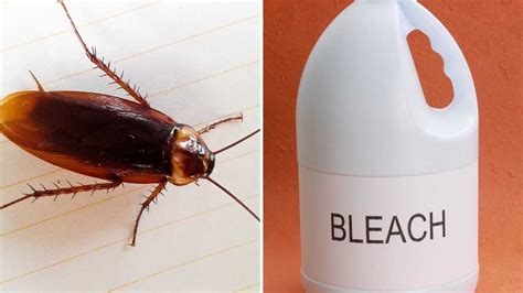 Does Bleach Kill Cockroaches Scientists Weigh In