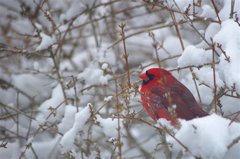 Cardinal In A Snowy Bush Photograph By Jf Halbrooks