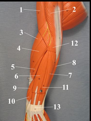 Forearm Model Posterior Arm Superficial Flashcards Quizlet