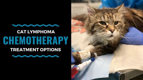 Cat Lymphoma Chemotherapy Treatment Options Vlog 100 Youtube