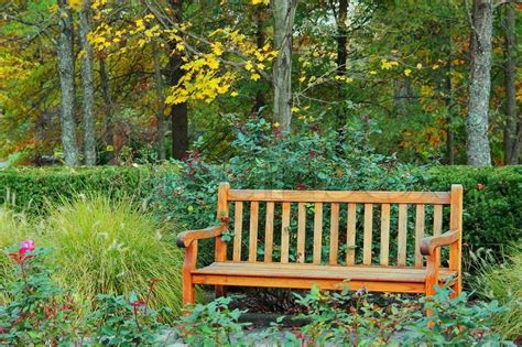 A Wooden Park Bench Surrounded By Trees Stock Image Colourbox