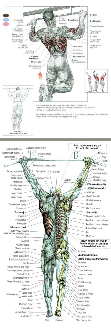 Arm muscle names muscle names:biceps. The 25+ best Workout names ideas on Pinterest | Name ...