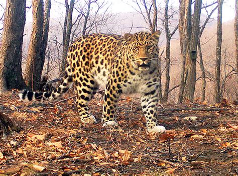 Rare Leopard Called Lord Is Singlehandedly Saving The Worlds Most