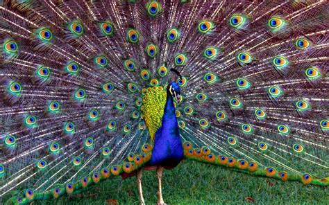 Peacock Desktop Wallpaper 62 Images