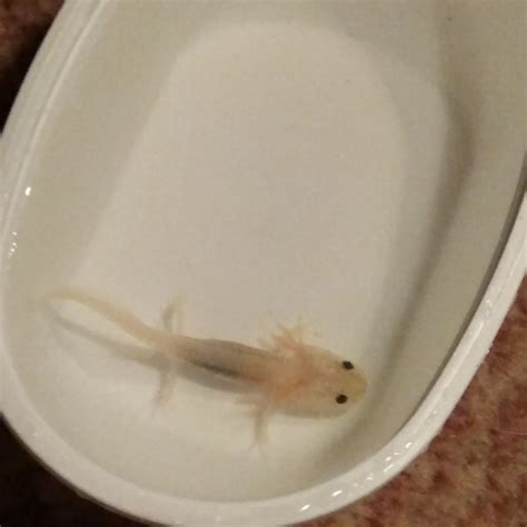 My Axolotl Hasnt Grown This Is My Four Month Old Axolotl Tyrion Does