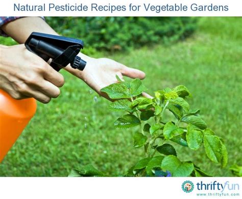 This Guide Is About Natural Pesticide Recipes For Vegetable Gardens