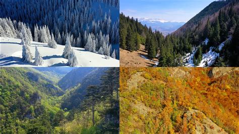 Anotimpurile Peste Pădurile Din Munții României Filmări Aeriene 4k