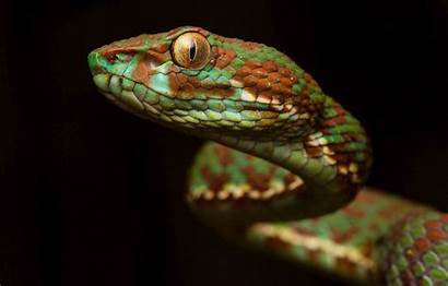 Snake Viper Reptile Macro Scales Wallpapers Background