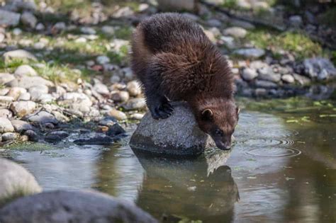 Which Mustelids Live In North America North American Nature