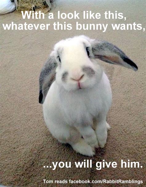 Rabbit Ramblings Funny Bunny Memes