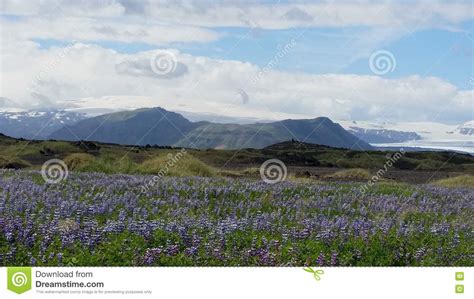 Arctic Summer Landscape In Iceland Stock Image Image Of Summer