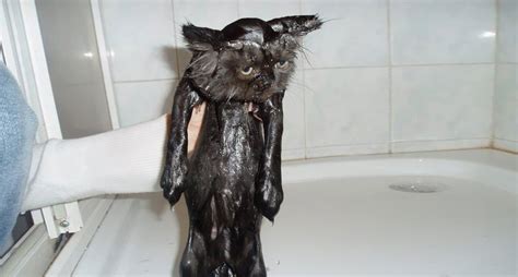 22 Hilarious Pictures Of Wet Cats Bored Panda