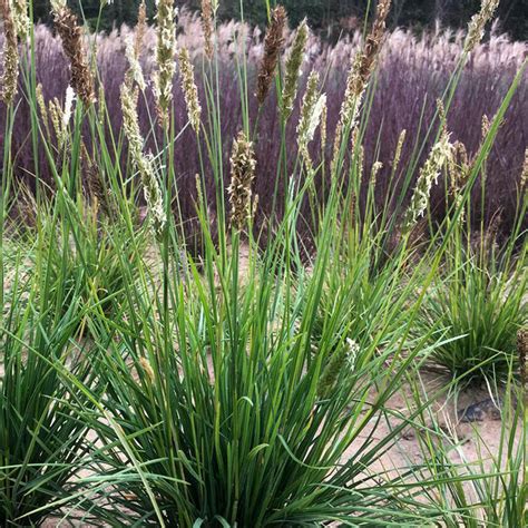 Autumn Moor Grass Plant Addicts