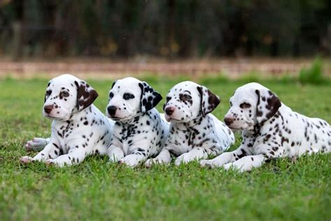 Dalmatian Dog Breed Complete Guide A Z Animals