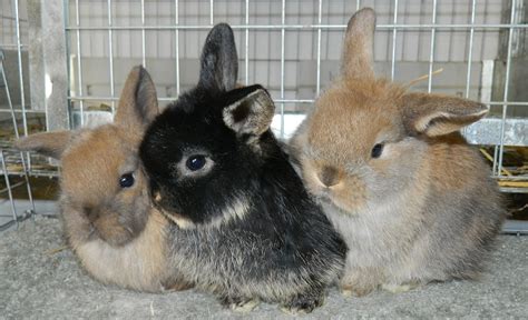 Best 10 Type Of Rabbits Popular Rabbit Breeds