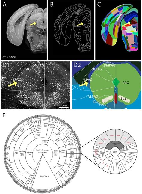Enhanced And Unified Anatomical Labeling For A Common Mouse Brain Atlas