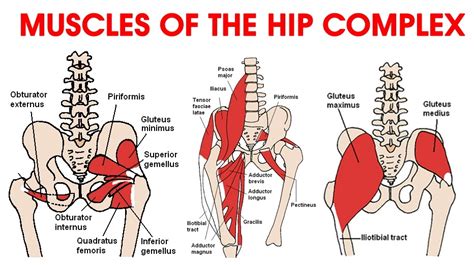 Muscles In Hip Area Hip Bursitis Symptoms Treatments Prevention